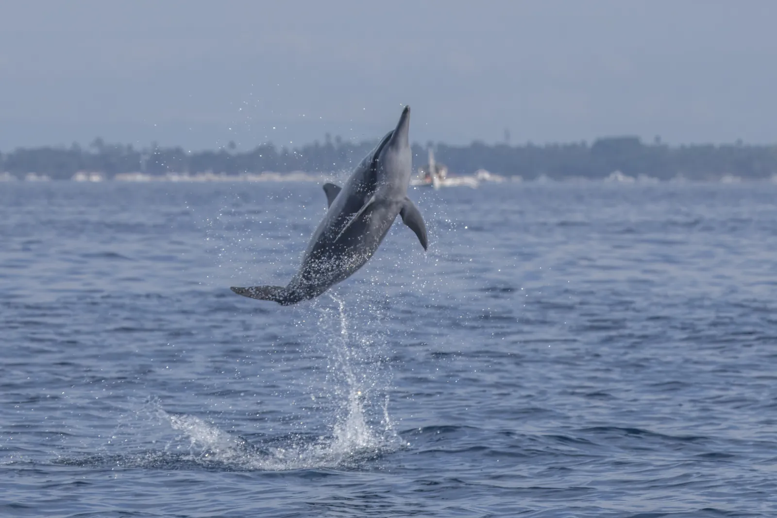 A spinner dolphin leaping clear of grey-blue water, with a low coastline in the haze behind